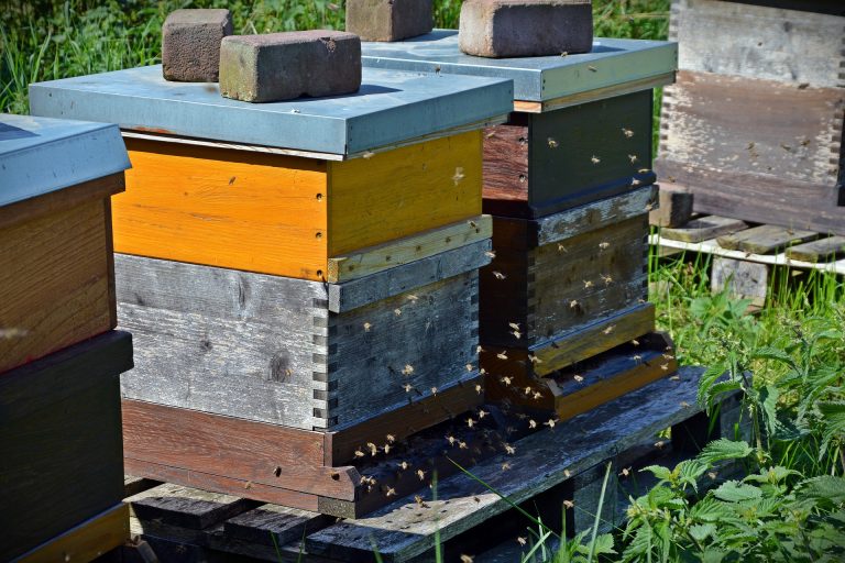 Grüne fordern Bienenaktionsplan für das Saarland