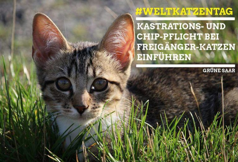 Weltkatzentag: „Landesregierung muss Kennzeichnungs- und Kastrationspflicht für Katzen endlich umsetzen!“