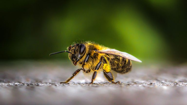 Grüne fordern Insekten-Monitoring für das Saarland