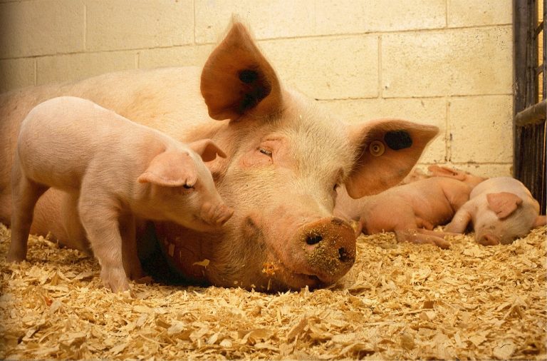 ﻿Schweinehaltung: Saarland muss sich Normenkontrolle anschließen