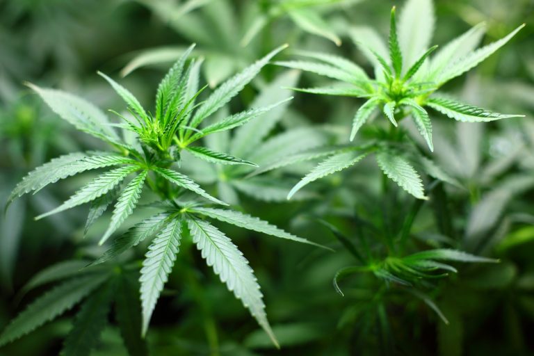 Cannabis-Verordnungen: Grüne kritisieren Kolling
