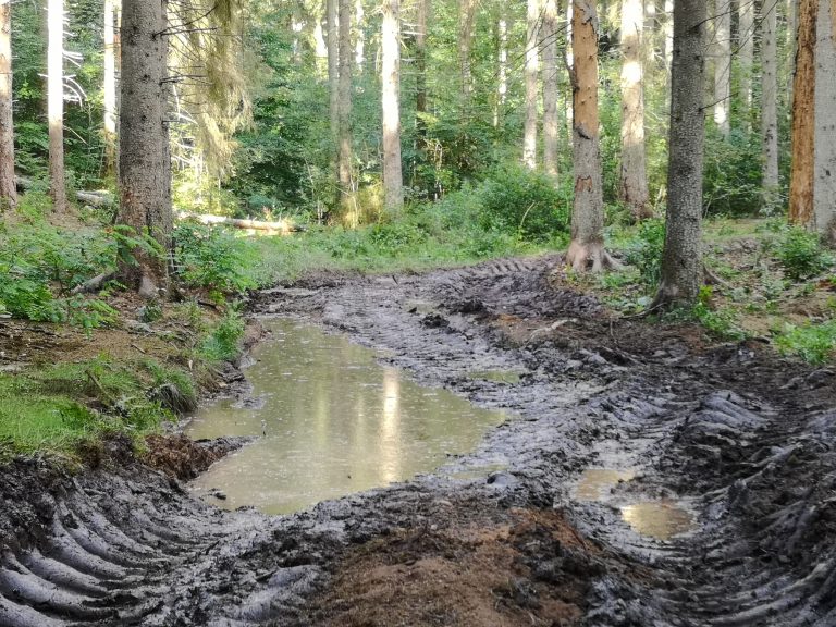 Die Organisation für die Betreuung für den Staatswald des Saarlandes an den Klimawandel und den Biodiversitätsverlust anpassen!