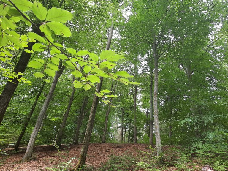 Saargrüne fordern Einberufung eines saarländischen Wald-Gipfels
