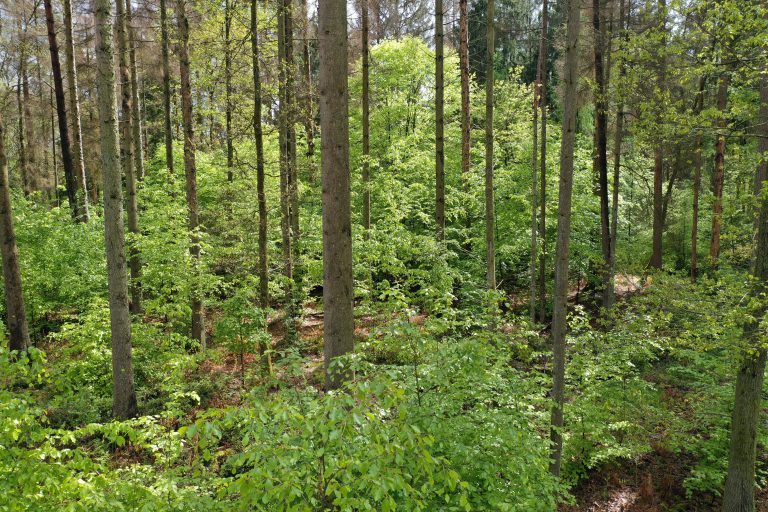 Forstwirtschaftsplan der Stadt Lebach