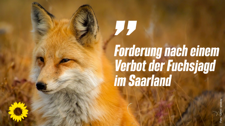 Grüne Saarland setzen sich für ein Verbot der Fuchsjagd ein