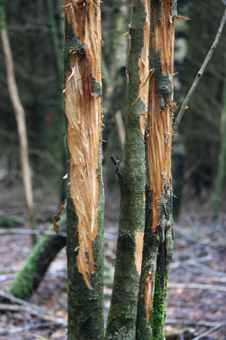 Waldzustandsbericht: Wildverbiss und Klimaschutz angehen