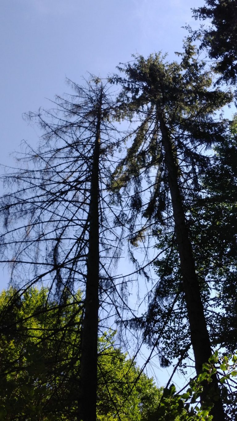 ﻿Borkenkäferbefall: Saarland braucht mehr naturnahe Mischwälder