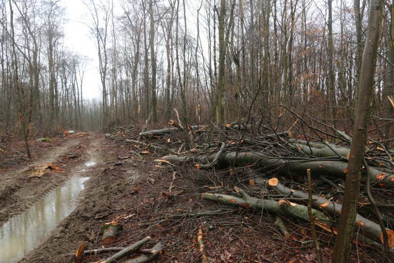 Grüne wollen Paradigmenwechsel im Wald