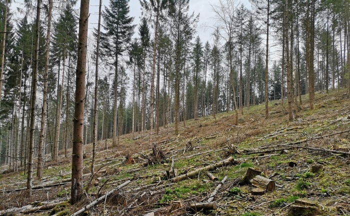 Waldzustandsbericht: Holzeinschlag im Staatswald halbieren