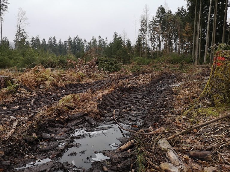 Saar-Grüne: Waldschutz muss Vorrang haben!