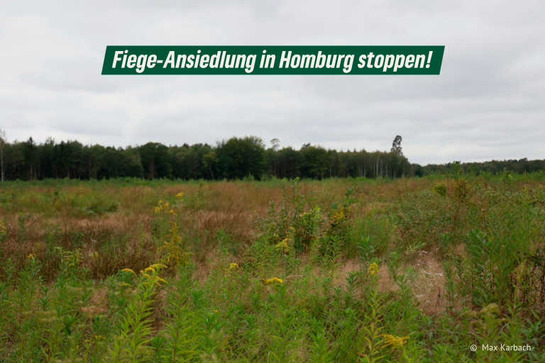 Saargrüne fordern Stopp der Fiege-Ansiedlung in Homburg Zunderbaum