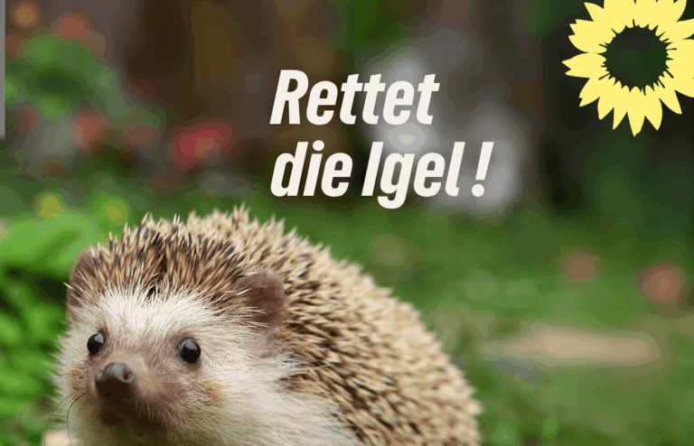 Saar-Grüne fordern Nachtverbot für Mähroboter: Igel im Saarland schützen!